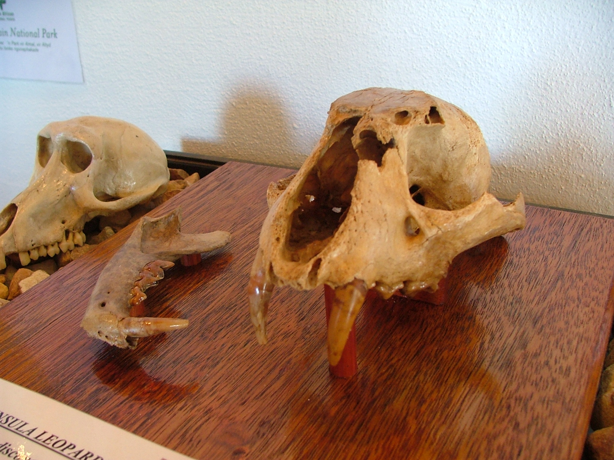 Leopard Skull Cave [Picture][Leopard skull front view Cape Point Museum][19970720][PSwart]